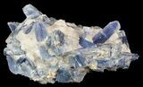 Vibrant Blue Kyanite Crystal In Quartz - Brazil #56923-2